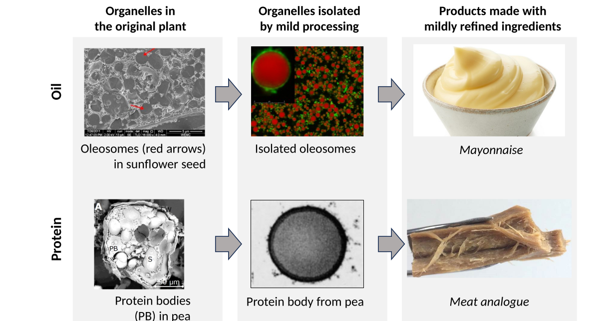 AI4NaturalFood